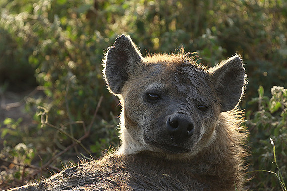 Spotted hyena - Serengeti - Grumeti
