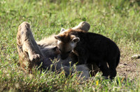 Spotted hyena - Serengeti - Grumeti
