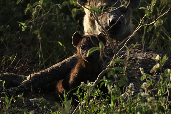 Spotted hyena - Serengeti - Grumeti