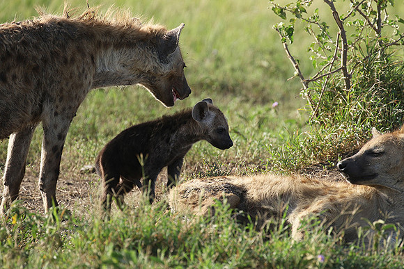 Spotted hyena - Serengeti - Grumeti