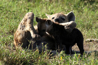 Spotted hyena - Serengeti - Grumeti