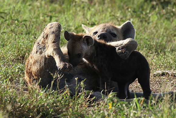 Spotted hyena - Serengeti - Grumeti
