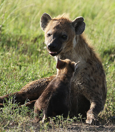Spotted hyena - Serengeti - Grumeti