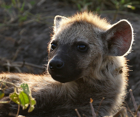 Spotted hyena - Serengeti - Grumeti Private Reserve