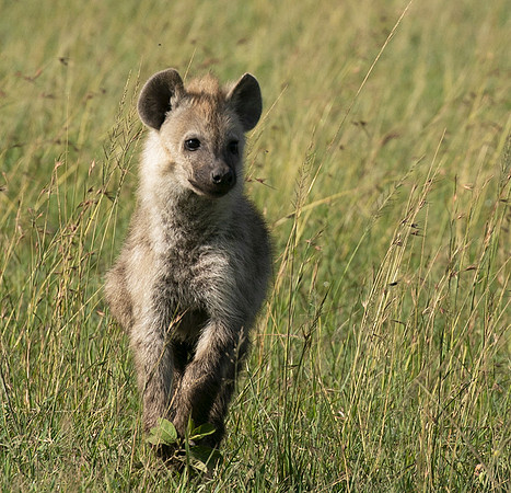 Spotted hyena - Serengeti - Grumeti