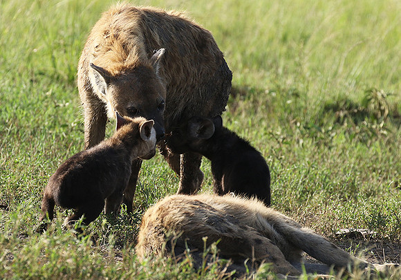 Spotted hyena - Serengeti - Grumeti