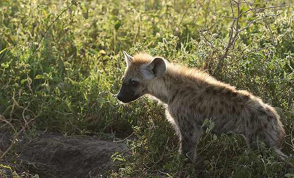 Spotted hyena - Serengeti - Grumeti