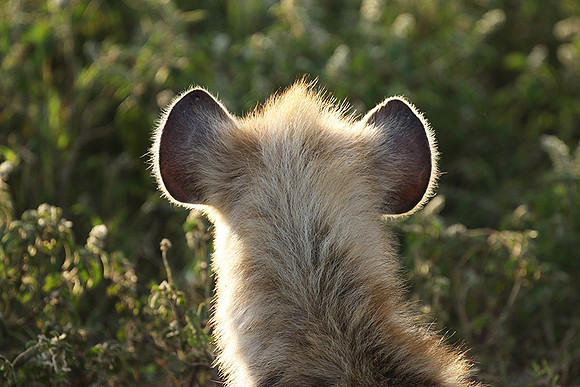 Spotted hyena - Serengeti - Grumeti