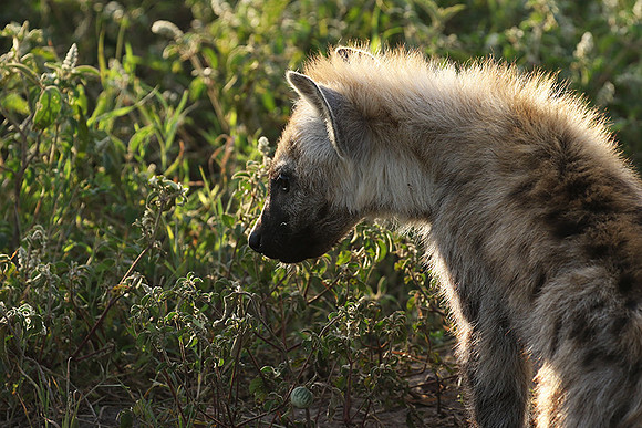 Spotted hyena - Serengeti - Grumeti