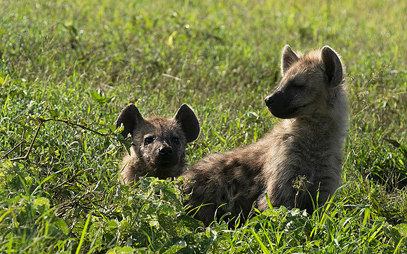 Spotted hyena - Serengeti - Grumeti
