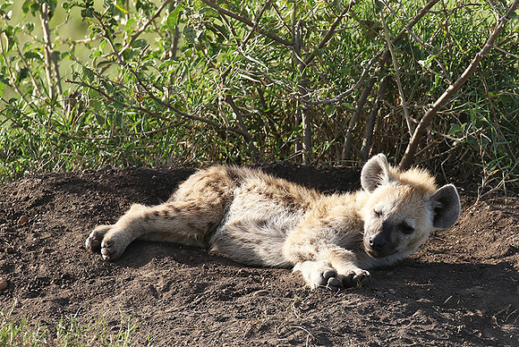 Spotted hyena - Serengeti - Grumeti