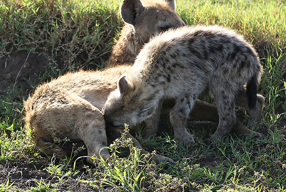 Spotted hyena - Serengeti - Grumeti