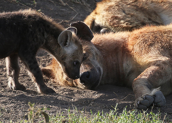 Spotted hyena - Serengeti - Grumeti