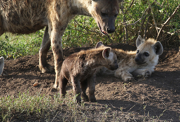 Spotted hyena - Serengeti - Grumeti