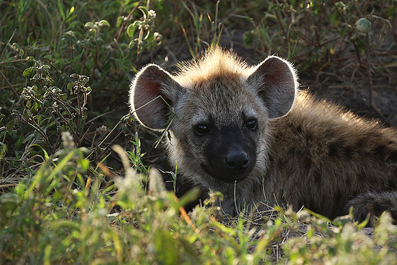 Spotted hyena - Serengeti - Grumeti