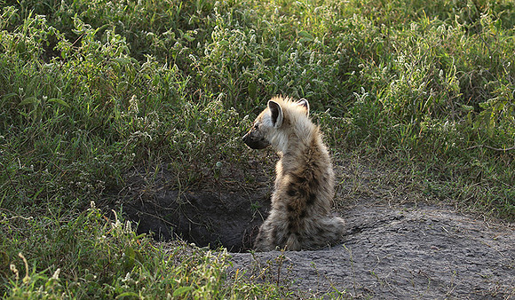 Spotted hyena - Serengeti - Grumeti