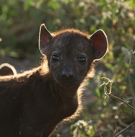 Spotted hyena - Serengeti - Grumeti