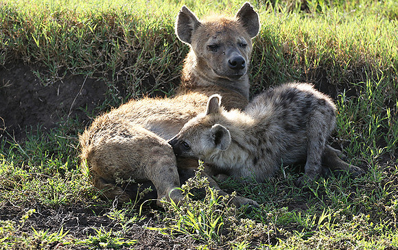 Spotted hyena - Serengeti - Grumeti