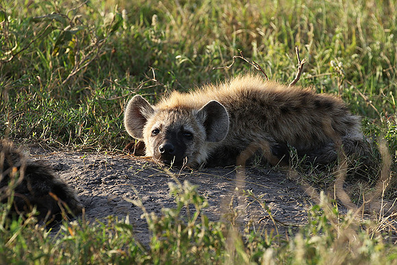 Spotted hyena - Serengeti - Grumeti