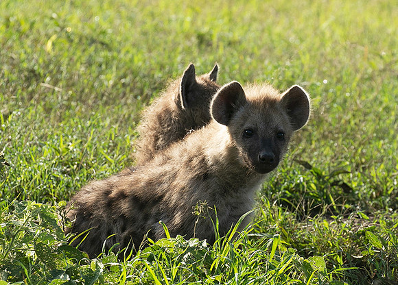 Spotted hyena - Serengeti - Grumeti