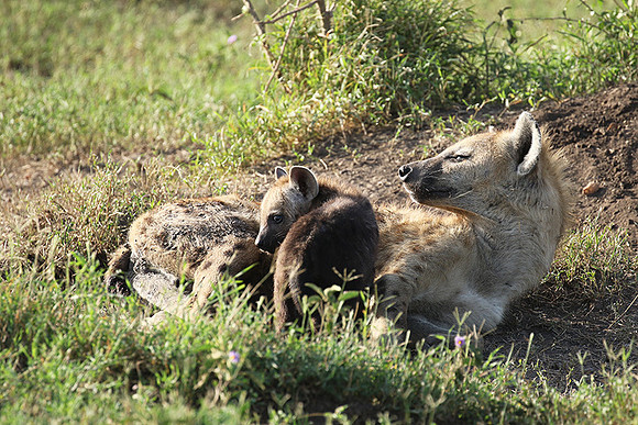 Spotted hyena - Serengeti - Grumeti
