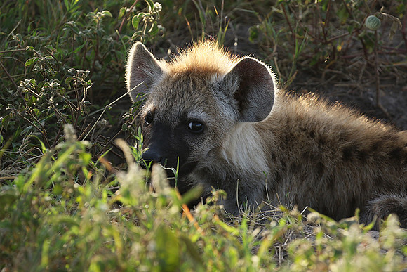 Spotted hyena - Serengeti - Grumeti