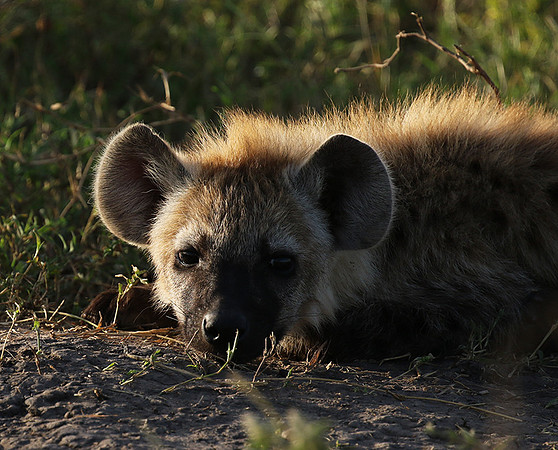 Spotted hyena - Serengeti - Grumeti