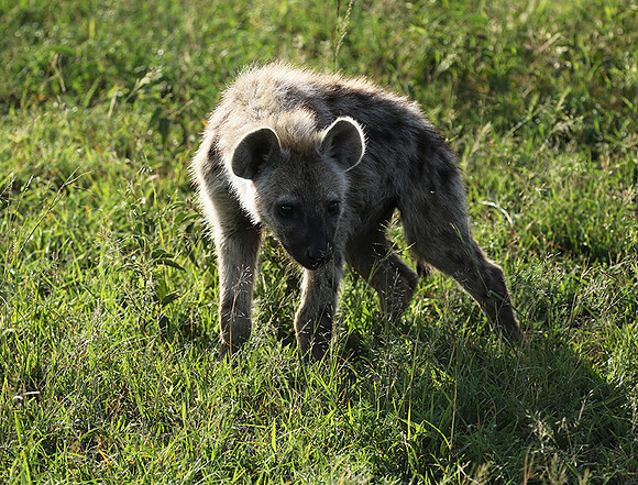 Spotted hyena - Serengeti - Grumeti