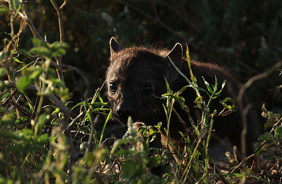 Spotted hyena - Serengeti - Grumeti
