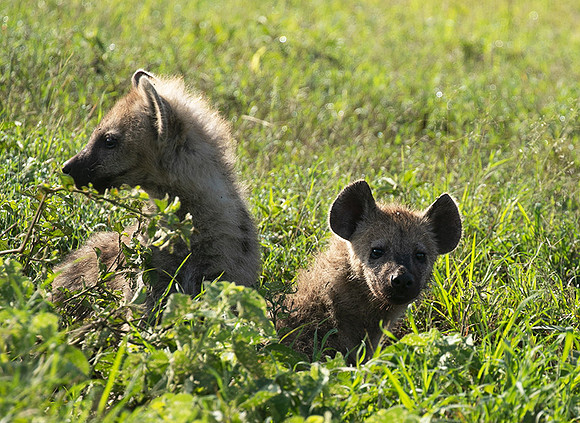 Spotted hyena - Serengeti - Grumeti