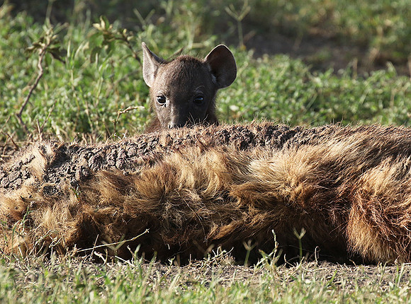 Spotted hyena - Serengeti - Grumeti