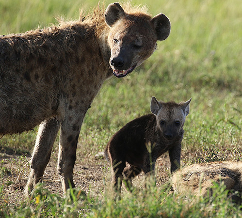Spotted hyena - Serengeti - Grumeti