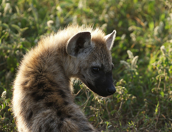Spotted hyena - Serengeti - Grumeti
