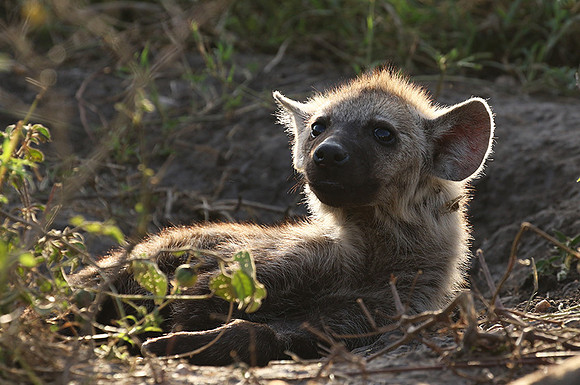 Spotted hyena - Serengeti - Grumeti