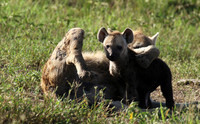 Spotted hyena - Serengeti - Grumeti