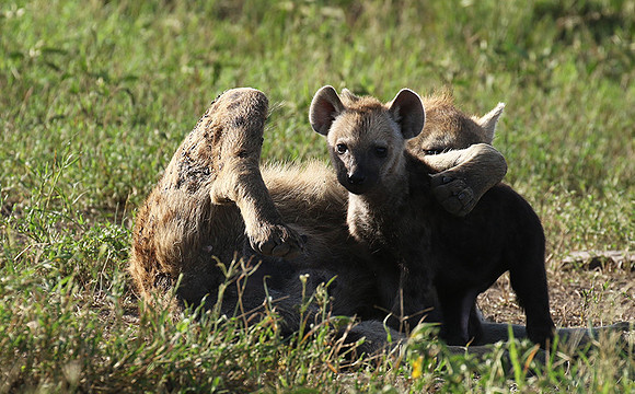 Spotted hyena - Serengeti - Grumeti