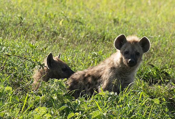 Spotted hyena - Serengeti - Grumeti