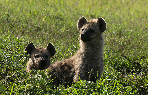 Spotted hyena - Serengeti - Grumeti