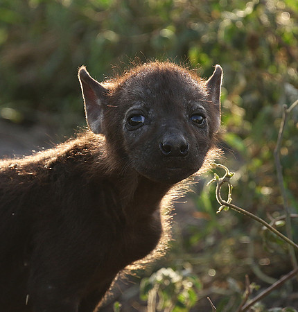 Spotted hyena - Serengeti - Grumeti