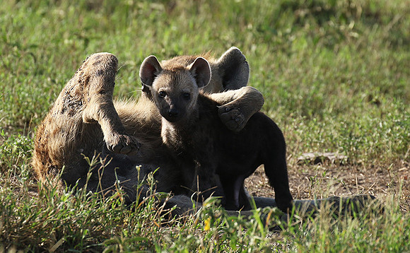 Spotted hyena - Serengeti - Grumeti