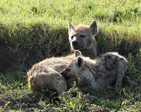 Spotted hyena - Serengeti - Grumeti