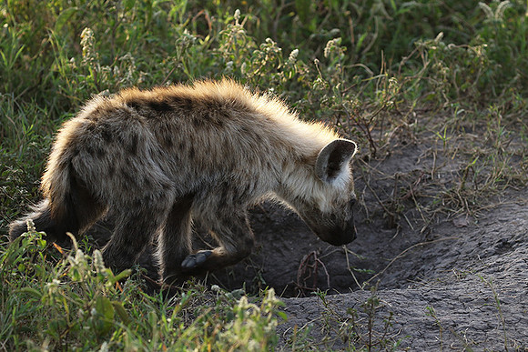 Spotted hyena - Serengeti - Grumeti