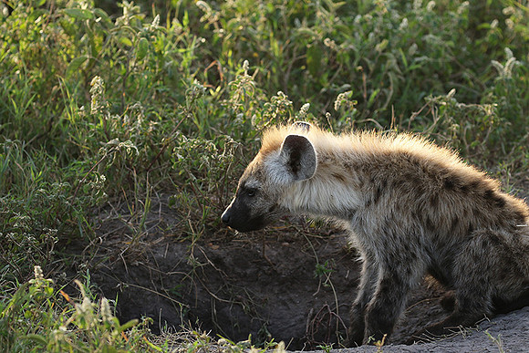 Spotted hyena - Serengeti - Grumeti