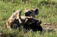 Spotted hyena - Serengeti - Grumeti
