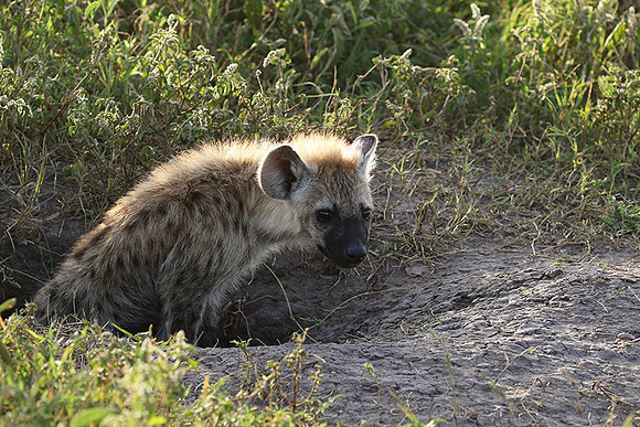 Spotted hyena - Serengeti - Grumeti