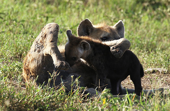 Spotted hyena - Serengeti - Grumeti