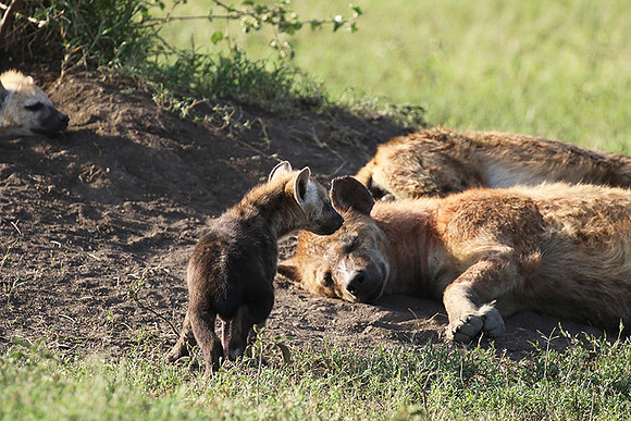 Spotted hyena - Serengeti - Grumeti
