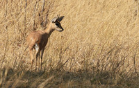 Hwange National Park