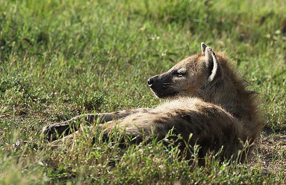 Spotted hyena - Serengeti - Grumeti