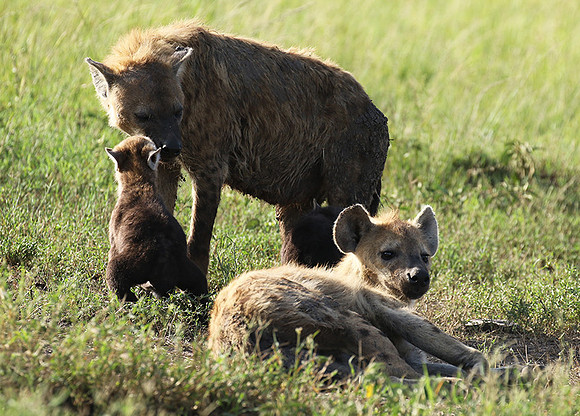 Spotted hyena - Serengeti - Grumeti
